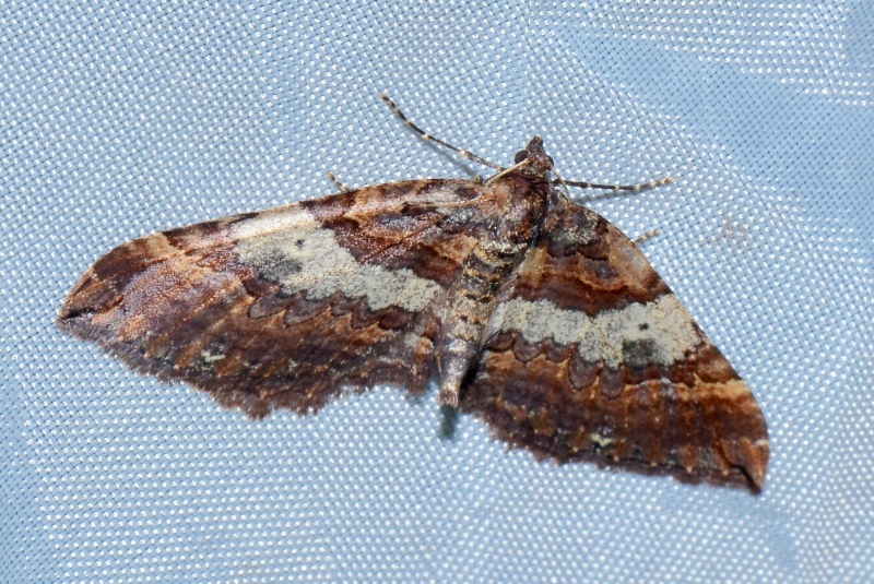 Earophila badiata